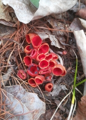 Microstoma protractum