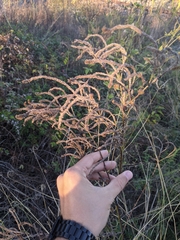 Verbena brasiliensis