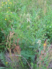 Astragalus uliginosus