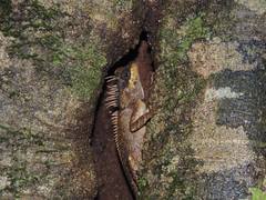 Acanthosaura phuketensis