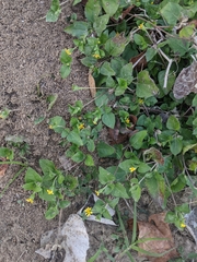 Calyptocarpus vialis