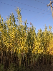 Arundo donax