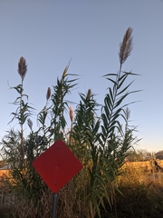 Arundo donax