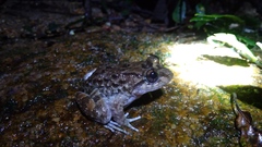 Limnonectes conspicillatus