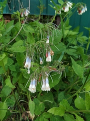 Symphytum × hidcotense