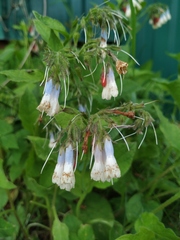 Symphytum × hidcotense