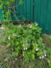 Symphytum × hidcotense