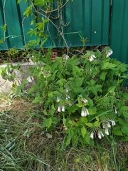 Symphytum × hidcotense