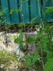 Symphytum × hidcotense