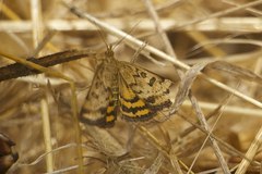 Pyrausta subsequalis