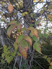 Toxicodendron radicans
