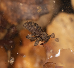 Roptoperus