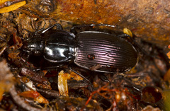 Rhabdotus floridus