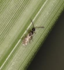Spilomicrini