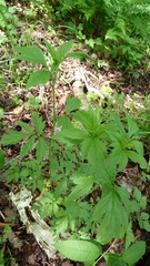 Geum laciniatum