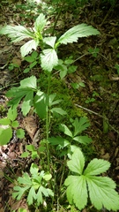 Geum laciniatum