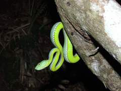 Trimeresurus vogeli