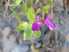 Salvia lycioides
