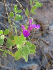 Salvia lycioides
