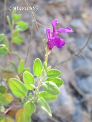 Salvia lycioides