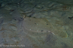 Pleuronichthys ritteri