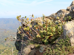 Hedlundia armeniaca, photograph Юрий Данилевский (Yuriy Danilevsky), CC BY, iNaturalist via GBIF