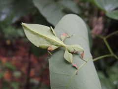 Cryptophyllium westwoodii