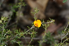 Pultenaea laxiflora