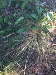 Festuca filiformis