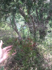Amyema gaudichaudii