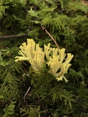 Ramaria cystidiophora