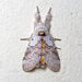 Horsfield's Tussock Moth - Photo (c) msone, some rights reserved (CC BY-NC-ND)