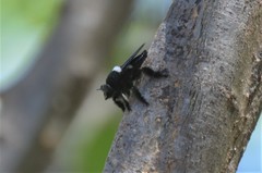 Hyperechia marshalli