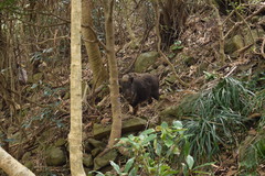 Sus scrofa leucomystax