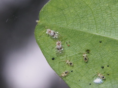 Stephanitis subfasciata