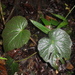 Begonia robusta - Photo (c) Inama Ahmad, some rights reserved (CC BY-NC), uploaded by Inama Ahmad