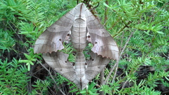 Marumba sperchius