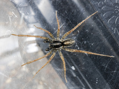 Pardosa zonsteini