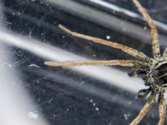 Pardosa zonsteini