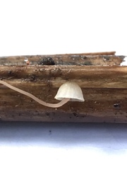 Mycena pterigena