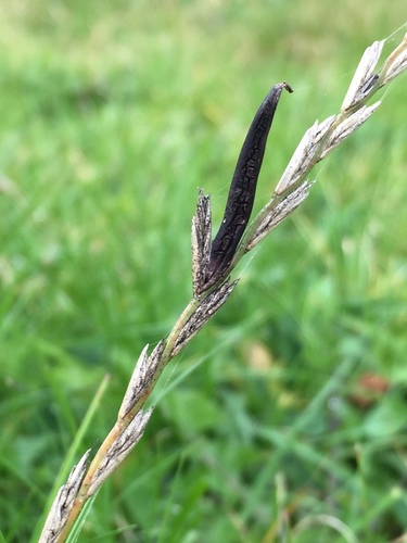 Rye Ergot