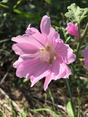 Alcea pallida