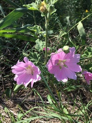 Alcea pallida