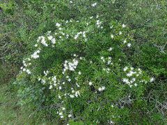 Jasminum multipartitum