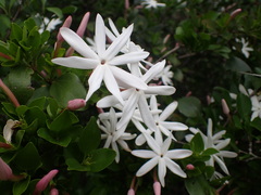 Jasminum multipartitum