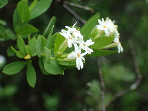 Smooth Fibrebush (Englerodaphne subcordata)