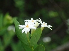 Englerodaphne subcordata