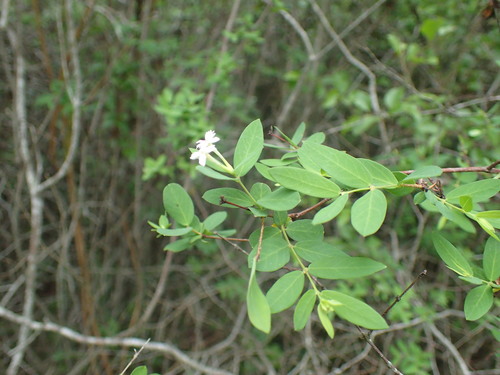Image of Englerodaphne subcordata by (c) Mahomed Desai, some rights reserved (CC BY)