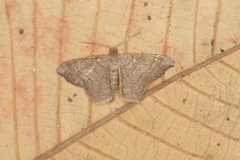 Macaria carpo