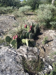 Opuntia stenopetala